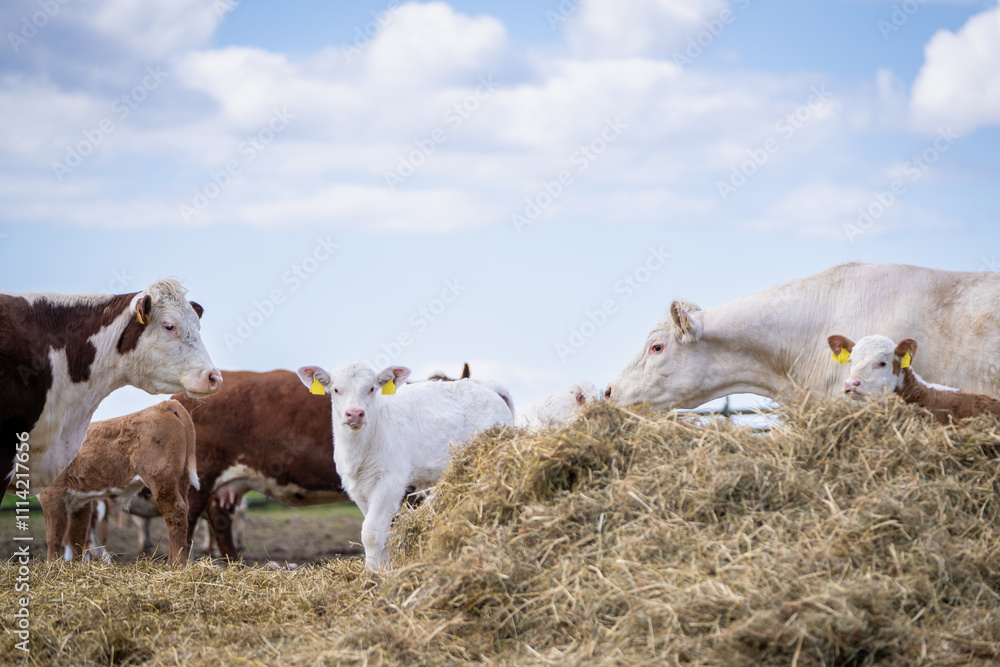 A herd of beef cows and calves eat hay. Charolais and hereford cattles near the haystack on the farm. Sky background with white clouds. A herd of beef cows and calves eat hay. Charolais and hereford cattles near the haystack on the farm. Sky background with white clouds.