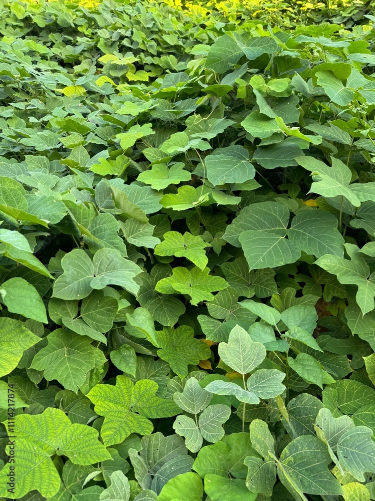 Fototapeta premium nature background - green kudzu leaves