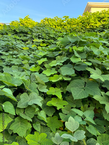 green kudzu leaves, sky and building in the background