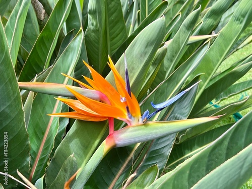 bird of paradise photo