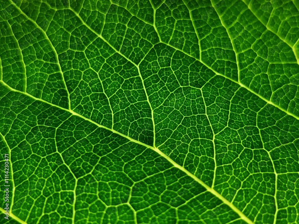 Leaf texture macro. Leaf vein pattern macro photography. Green leaf cells macro. Leaf close-up shot. Leaf texture macro. Leaf vein pattern macro photography. Green leaf cells macro. Leaf close-up shot.