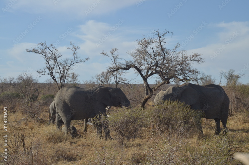 Elephant Family in the African Savanna Elephant Family in the African Savanna