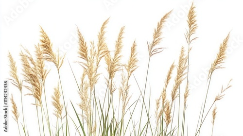 Golden Grass in the Meadow