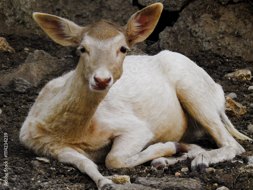 portrait of a white deer looking at the camera