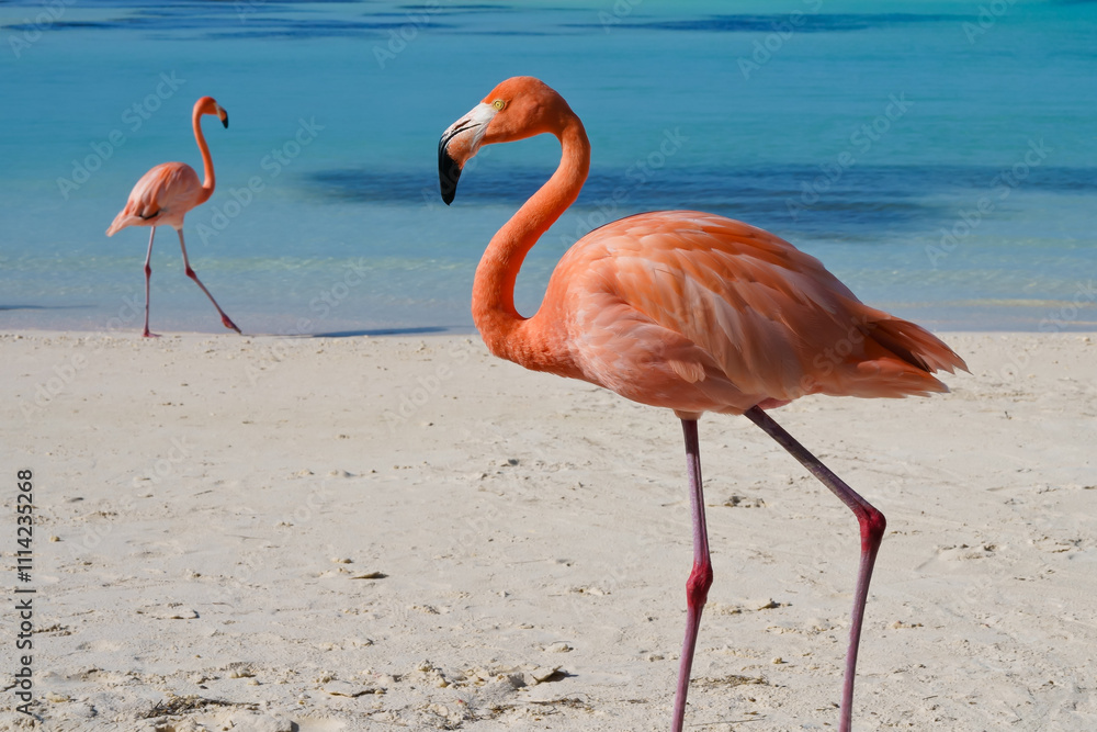 Flamingos walking on beach of Renaissance Island Aruba Flamingos walking on beach of Renaissance Island Aruba