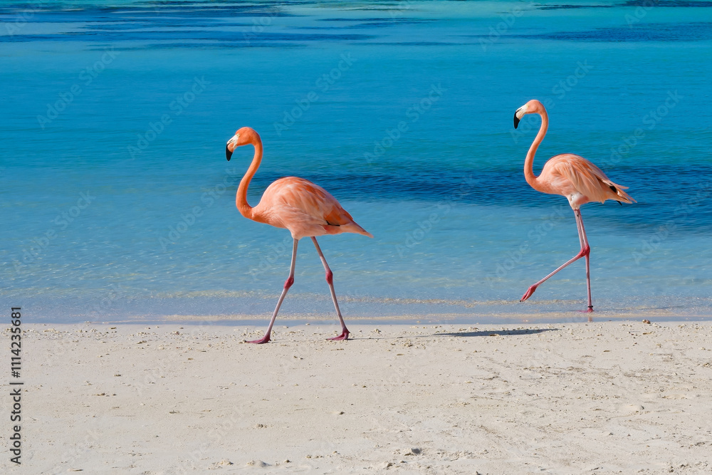 Fototapeta premium Flamingos walking on beach of Renaissance Island Aruba