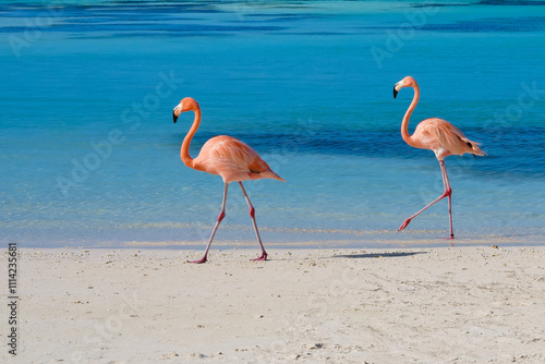 Flamingos walking on beach of Renaissance Island Aruba