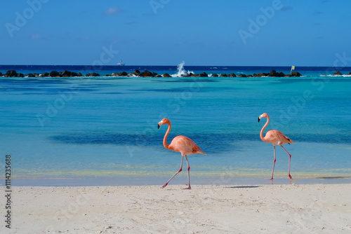 Flamingos walking on beach of Renaissance Island Aruba