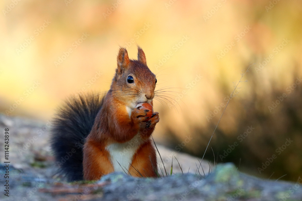 Obraz premium Red squirrel