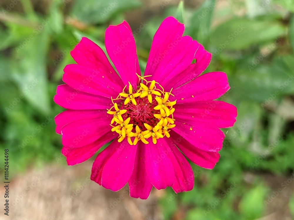 Obraz premium The benefits of chrysanthemum are: Relieving sore throats, Maintaining healthy skin, Treating osteoporosis,