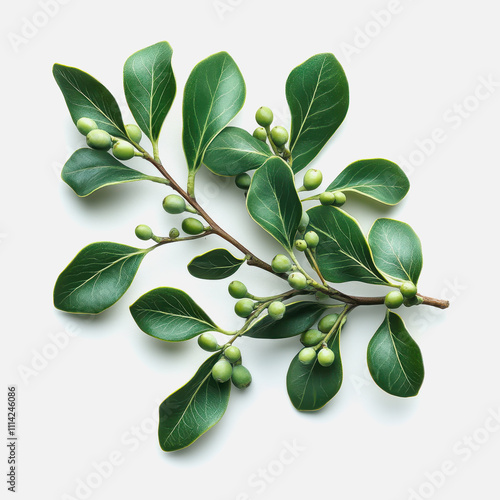 Wallpaper Mural Fresh Green Leaves with Young Fruits on Branch Displaying Natural Beauty and Organic Texture on Light Background for Design and Decoration Purposes Torontodigital.ca