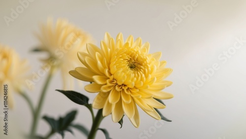 Bright yellow chrysanthemum with soft background blur. photo