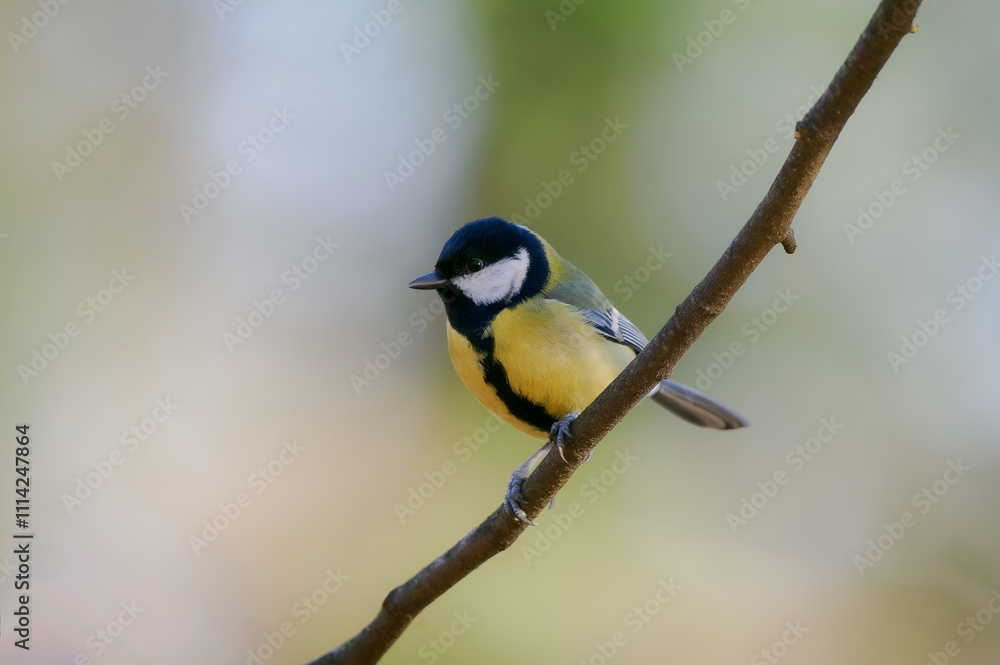 Obraz premium tit sitting on a tree branch against a blurred background