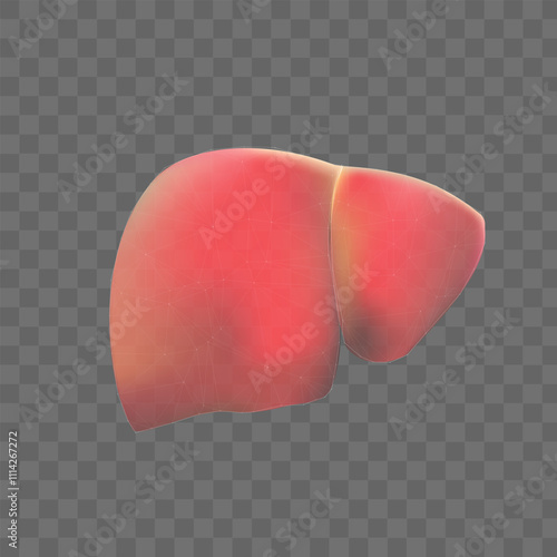 Vector illustration liver anatomy isolated