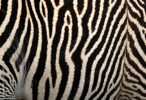 Closeup zebra stripes reveal black and white fur patterns.