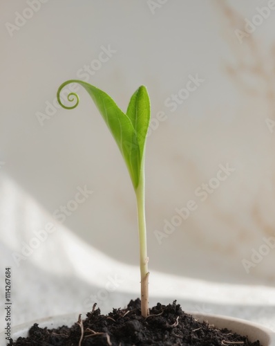 A sprout of a leafy green plant growing from the soil. photo