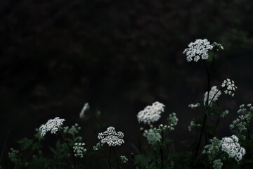 Dark academia and gothic style background with white flowers, abstract moody floral background