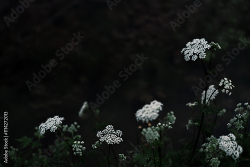 Dark academia and gothic style background with white flowers, abstract moody floral background