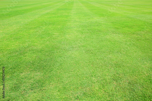green grass field