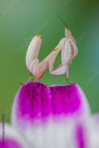 Hymenopus coronatus is a mantis from the tropical forests of Southeast Asia. It is known by various common names, including walking flower mantis, orchid-blossom mantis and (pink) orchid mantis