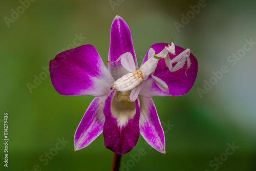 Hymenopus coronatus is a mantis from the tropical forests of Southeast Asia. It is known by various common names, including walking flower mantis, orchid-blossom mantis and (pink) orchid mantis