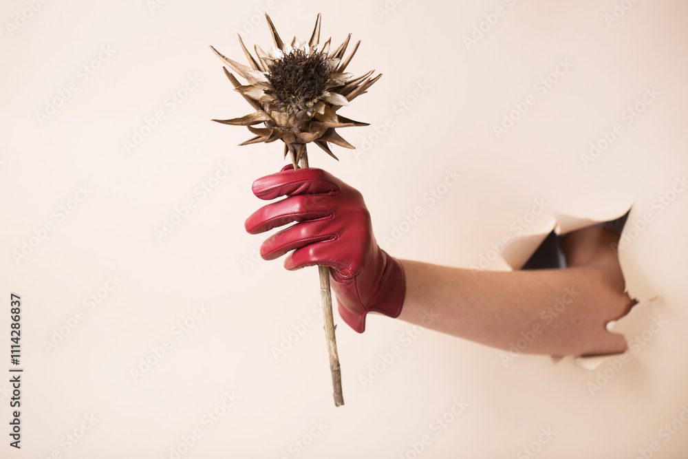 A female hand in a leather glove holds a dried artichoke flower