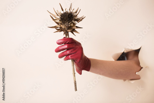 Obraz na płótnie A female hand in a leather glove holds a dried artichoke flower w salonie