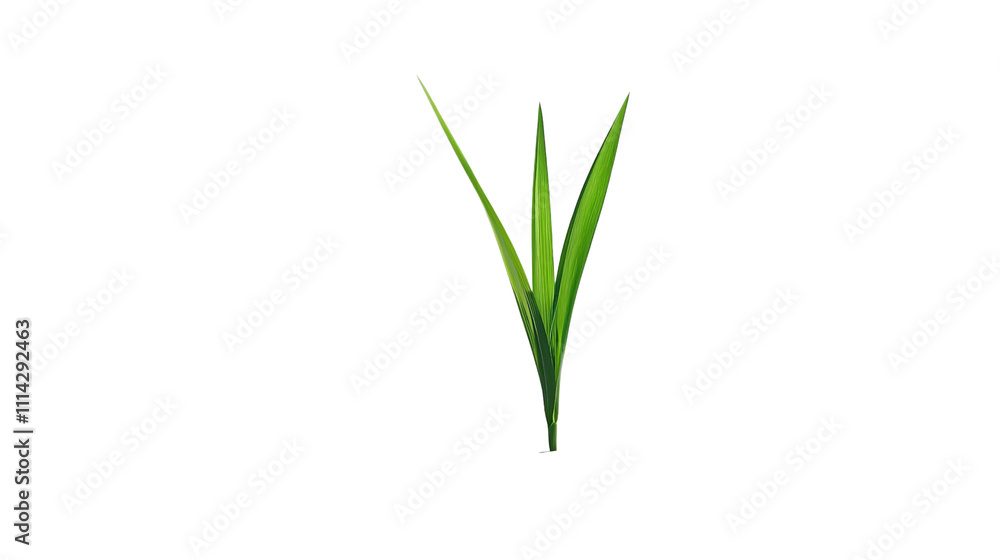 A single green grass blade with slender leaves, exhibiting a vivid color and sharp edges. A single green grass blade with slender leaves, exhibiting a vivid color and sharp edges.