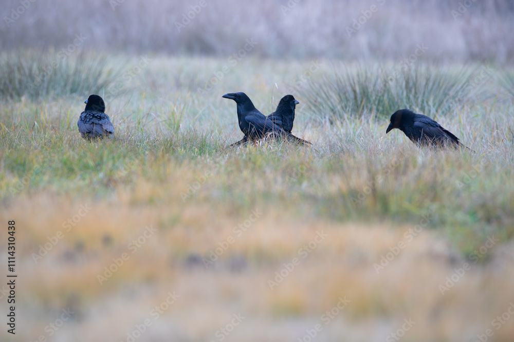 Fototapeta premium Four ravens sitting in a meadow