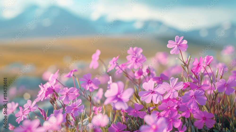 Obraz premium Vibrant Pink Wildflowers Blooming in a Scenic Mountain Landscape Under Soft Morning Light, Capturing Nature's Beauty and Serenity