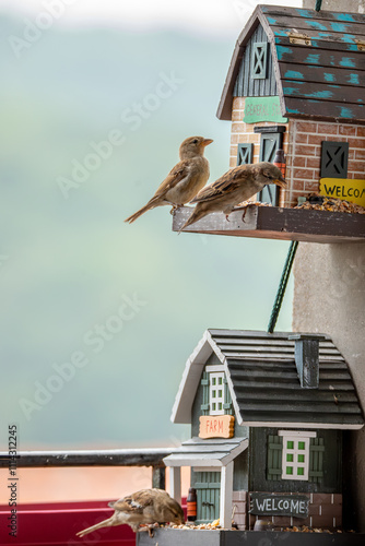 des moineaux mangent des graines dans des cabanes à oiseaux décorées en bois accrochées sur un bord de fenêtre photo