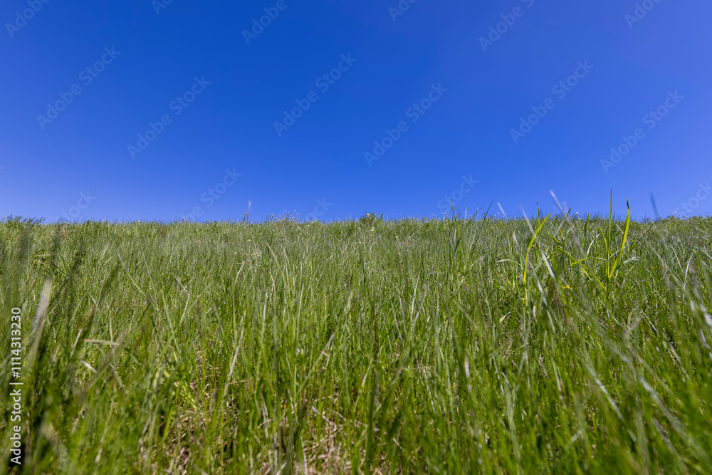 spring green grass against a blue sky in sunny weather spring green grass against a blue sky in sunny weather