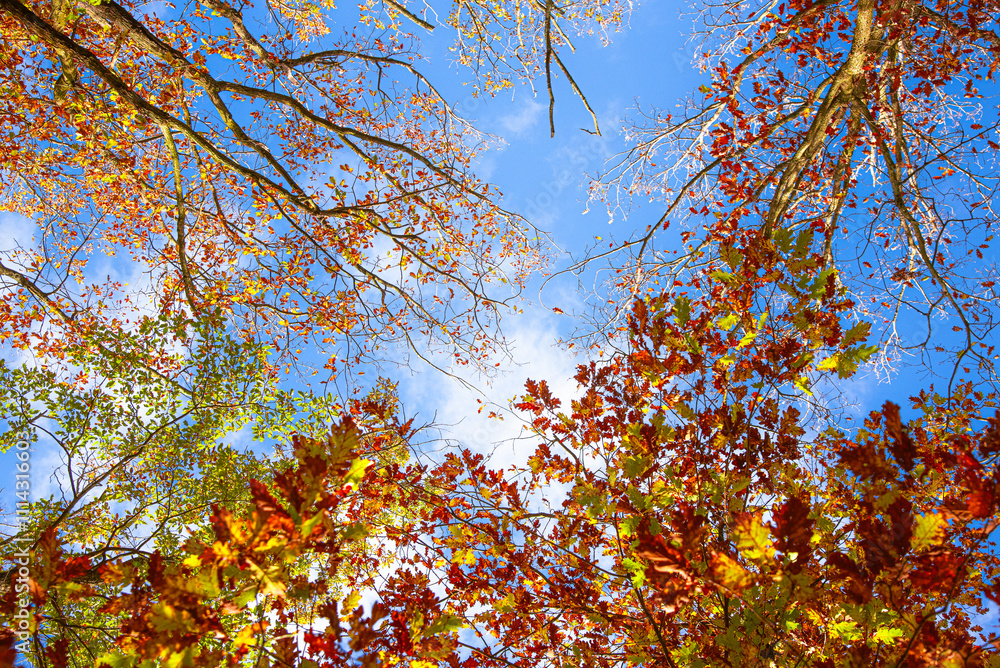 Paysages et natures morte en automne avec des rayons de soleil Paysages et natures morte en automne avec des rayons de soleil