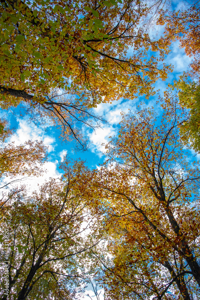 Fototapeta premium Paysages et natures morte en automne avec des rayons de soleil 