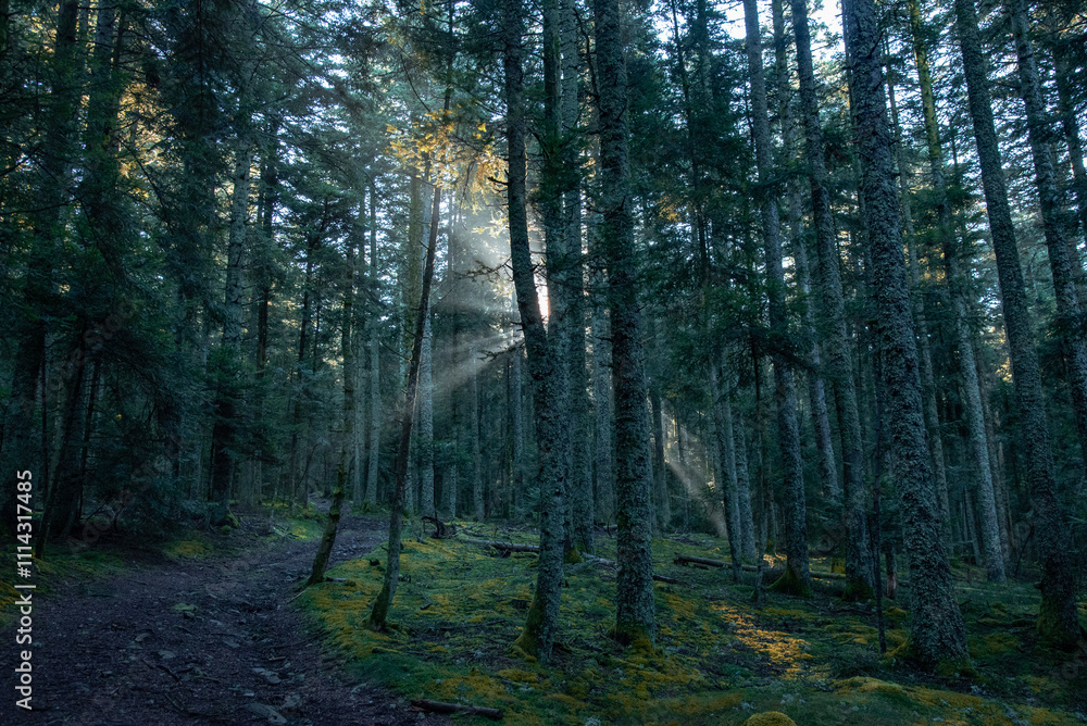 Obraz premium Paysages et natures morte en automne avec des rayons de soleil 