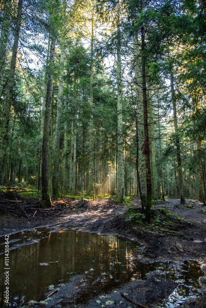 Nature et paysages en foret pendant l'automne 