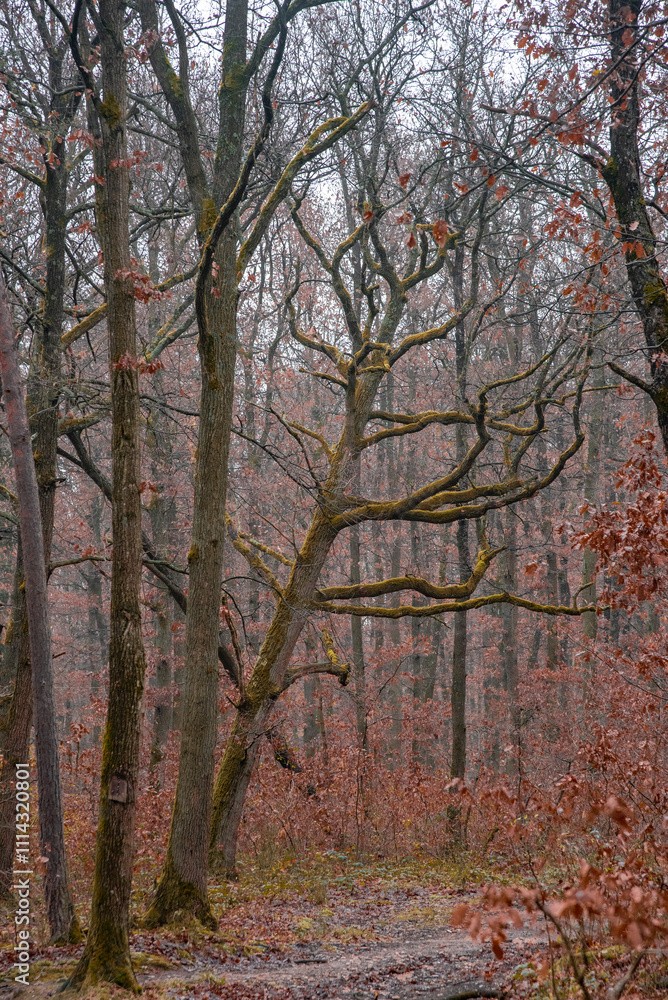 Nature et paysages en foret pendant l'automne Nature et paysages en foret pendant l'automne