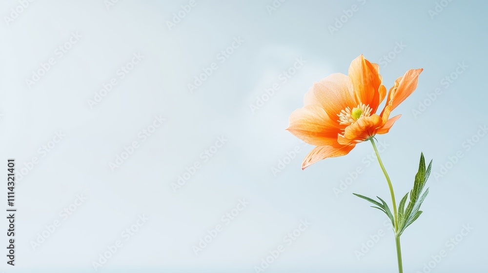 Aesthetic orange flower in humid environment showcasing natural transpiration and moisture effects Aesthetic orange flower in humid environment showcasing natural transpiration and moisture effects