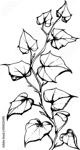 ivy branch in sketch style.