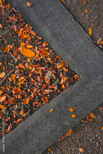 Feuilles oranges sur le sol 