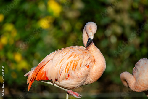 Nahaufnahme von einem Flamingo (Phoenicopteridae) photo