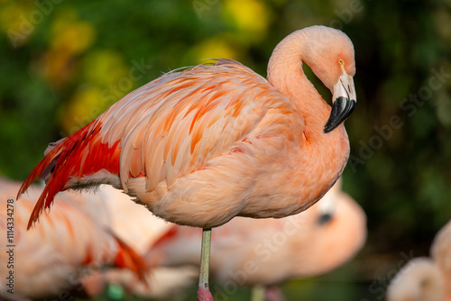 Foto Nahaufnahme von einem Flamingo (Phoenicopteridae)
