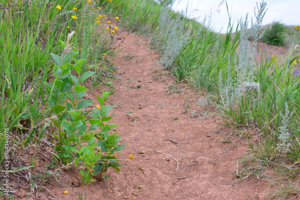a trail with green grass and a few wildflowers and a lake in the background a trail with green grass and a few wildflowers and a lake in the background