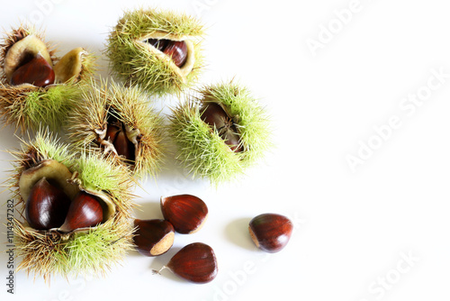 Gruppo di castagne e ricci di castagno isolati su sfondo bianco. Concetto di frutti autunnali. photo