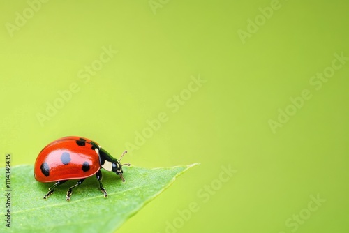 Ladybug Crawling on a Green Leaf photo