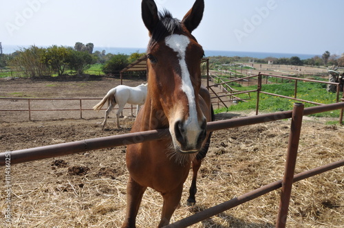 The beautiful Animal Brown Horse on the farm
