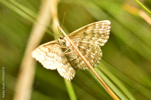 Scopula immorata sitting on a grass. High quality photo. High quality photo photo