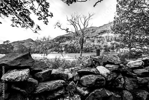 Ancient Celtic rainforest in black and white.  Photographed on the banks of Llyn Dinas, in Eryri National Park in Wales