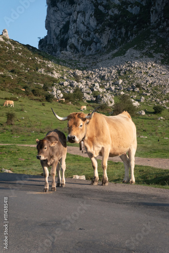 Mother Cow and Calf Walking in a Scenic Mountain in Asturias, Covadonga Lakes