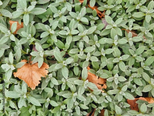 ground cover perennial green grass yaskolka Cerastium photo